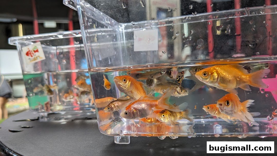Clear plastic containers filled with various small fish, including goldfish and guppies.